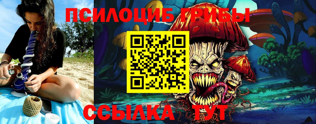 Псилоцибиновые грибы Psilocybe Дербент